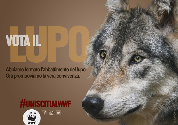 La campagna elettorale del Wwf © Ansa