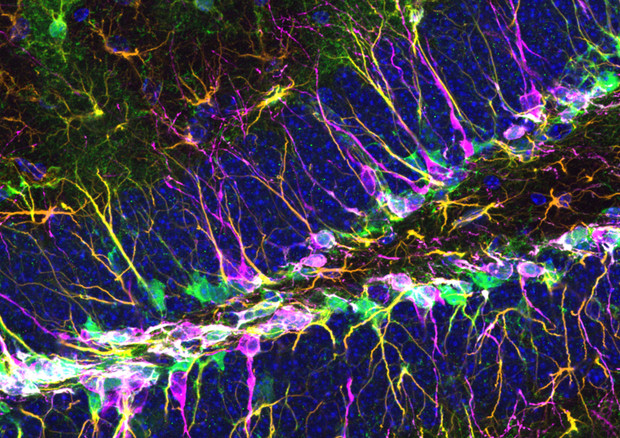   Discovered the gene that regulates brain stem cells (source: S. Bonzano et al., Cell Reports) © Ansa 