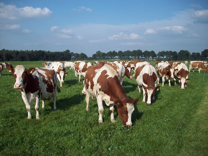 Mucca Pazza Nuovo Caso In Un Allevamento In Scozia Mondo Agricolo Ansa It