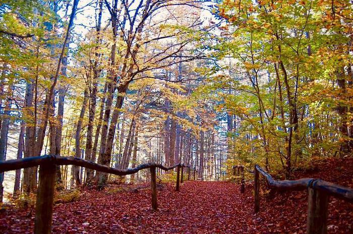 D Autunno Passeggiando Tra I Boschi L Arte Dell Evasione Evasioni Ansa It