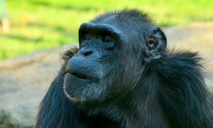 Chinese Mine is driving guinea chimpanzees to extinction