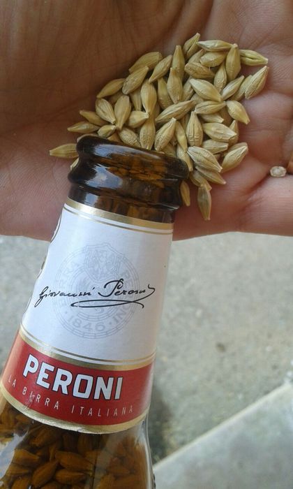 Galasso Birra Peroni Volumi 15 A Causa Covid Business ANSA It