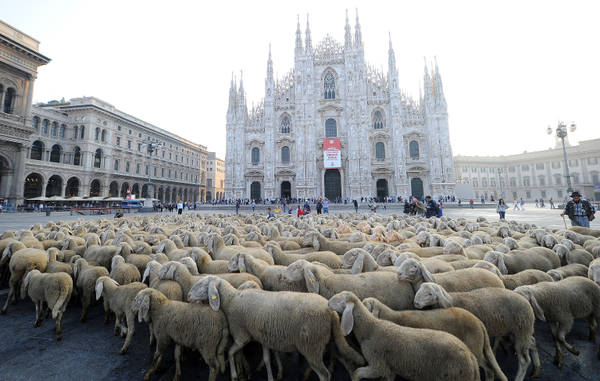 PIAZZA DUOMO INVASA DA GREGGE DI PECORE