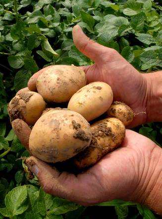 Dalle patate un valido aiuto contro ulcera stomaco[ARCHIVE MATERIAL 20100302 ]