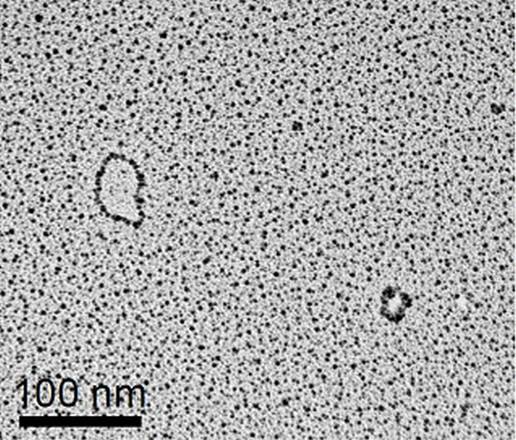 La struttura circolare della nuova forma di Dna (fonte: Y. Shibata et al., Science/AAAS)