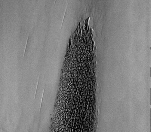 Sembra il dorso di un rettile alieno, ma è un sistema di dune sulla superficie di Marte (fonte: NASA/JPL-Caltech/ASU)   