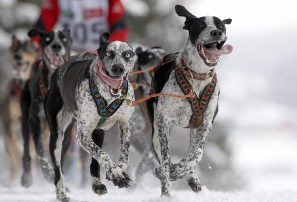 Gara di cani da slitta in Bielorussia