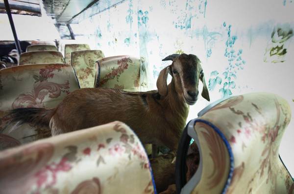 Capre in vendita stipate su un vecchio autobus in Nepal