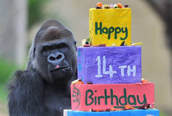 Lo zoo di Melbourne festeggia i 14 anni del gorilla Yakini 