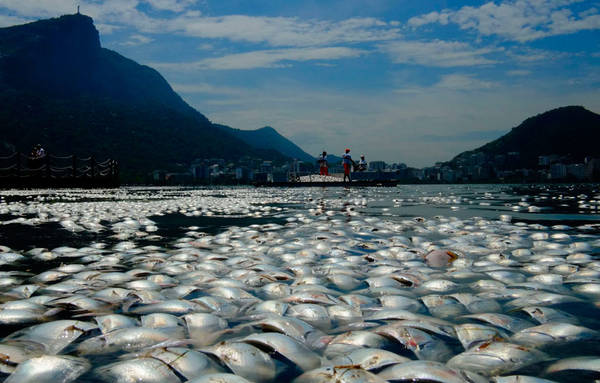 Tonnellate di pesci morti nel lago per gare canottaggio a Olimpiadi Brasile 2016