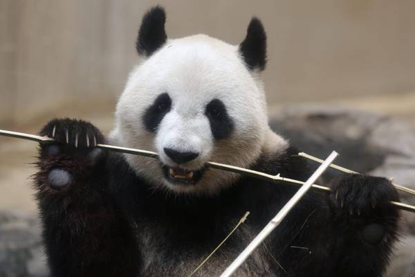 Shin Shin allo zoo