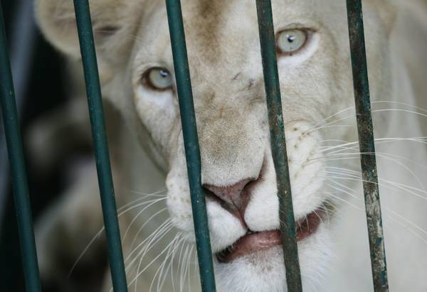 Il leone bianco dietro la gabbia