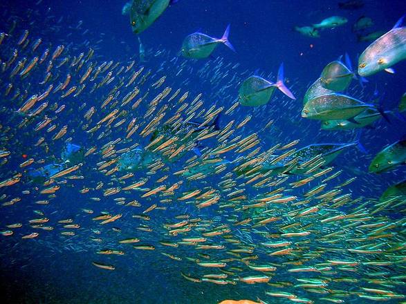 Un doppio filo lega i livelli di ossigeno nei mari e le migrazioni dei piccoli pesci (fonte: Bruno de Giusti)