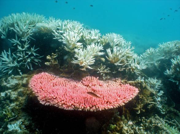 Australia: Onu rinvia decisione su barriera corallina