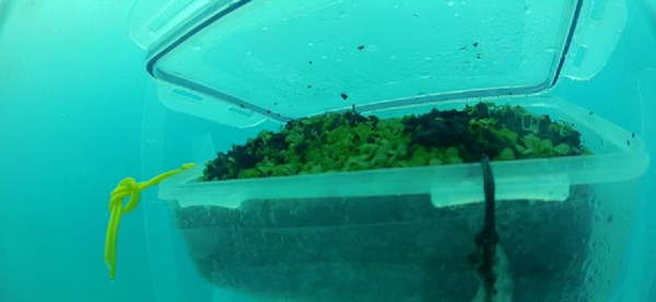 Arriva il basilico subacqueo, progetto sperimentale a Noli