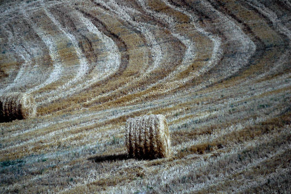 Agricoltura: Strasburgo boccia Commissione, no regole sementi