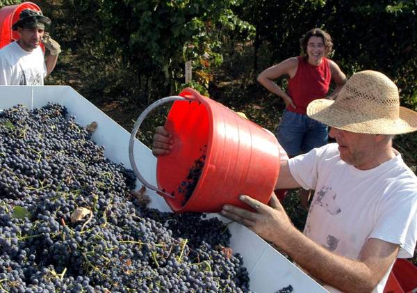 Vino: Italia nel 2013 meglio di Francia, è primo produttore