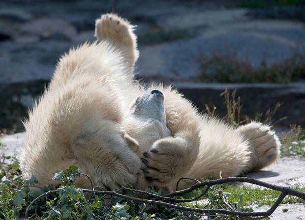 Ecco Wolodja il nuovo orso polare dello zoo di Berlino