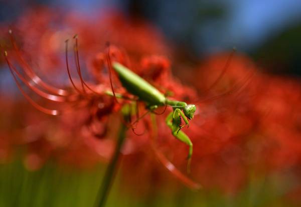 Una mantide religiosa su giglio rosso