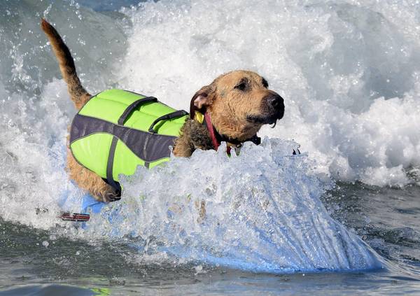 Surf per cani in California