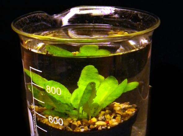 Esperimento di sommersione utilizzando la pianta Arabidopsis thaliana (fonte: Sandro Parlanti)