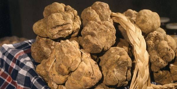 A VOLTERRA TORNA LA MOSTRA MERCATO DEL TARTUFO MARZUOLO