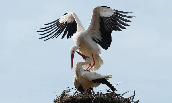 Cicogne nel nido (foto Massimo Brambilla)