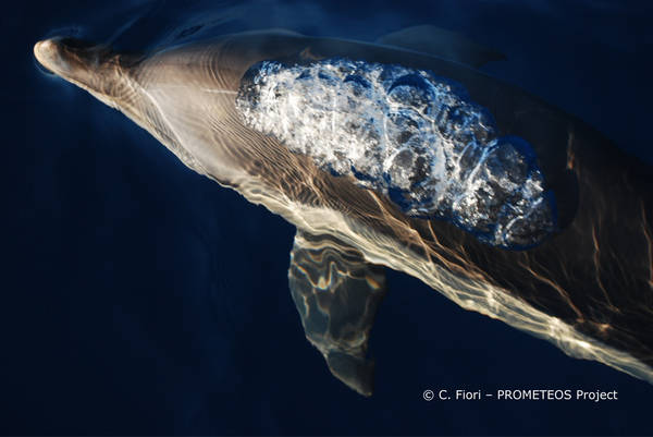 Delfino comune (foto Menkab)
