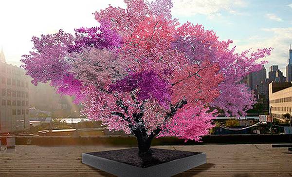 Artista newyorkese crea l'albero 'dai 40 frutti'