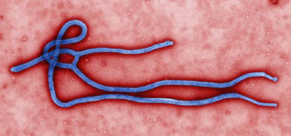 Ricostruita la mappa genetica del virus Ebola (fonte: CDC)