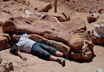 Un ricercatori accanto a una delle ossa fossili del dinosauro più grande mai scoperto (fonte: MEF) (ANSA)