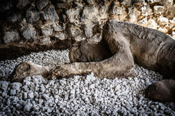 Reproducción de los cuerpos calcinados en Pompeya, casi mil años después