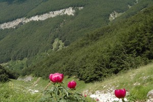 Flora del Parco della Majella, Abruzzo (ANSA)