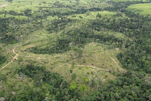 Al via il negoziato Ue sul rinvio della legge sulla deforestazione (ANSA)