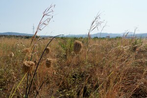 Ripristino della natura, al via il confronto sui piani nazionali (ANSA)