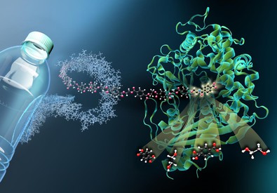 Rappresentazione grafica di uno dei due enzimi che degradano il Pet, il Mhetase (fonte: Martin Künsting/HZB) (ANSA)