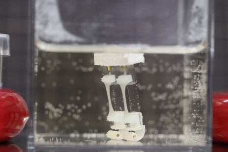Le gambe del robot ibrido durante il test in acqua (fonte: Shoji Takeuchi research group University of Tokyo)