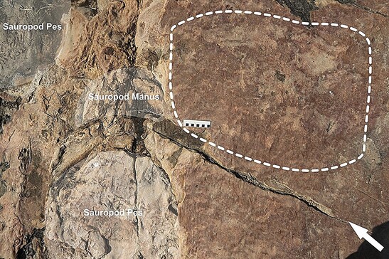 Le incisioni su pietra vicine alle orme lasciate da dinosauri sauropodi (fonte: Scientific Reports 2024. DOI: 10.1038/s41598-024-56479-3)