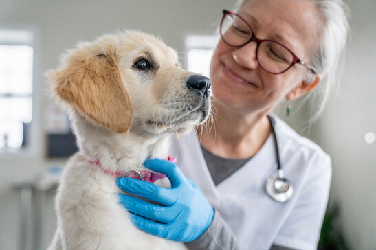 Un giovane cane golden retriver in visita dalla veterinaria foto iStock.