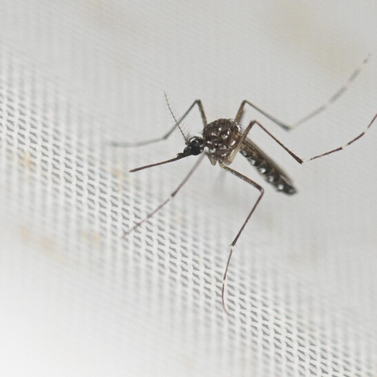 'Verso la peggiore epidemia di dengue della storia in America'