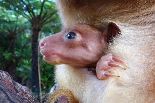 Un piccolo canguro al Taronga Zoo di Sydney