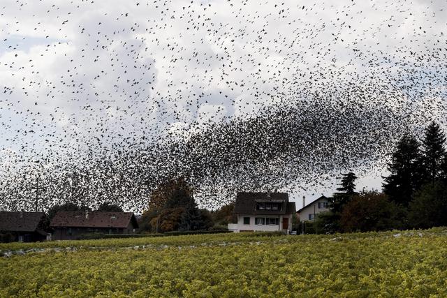 Storni volano sui vitigni di Mont-sur-Rolle, in Svizzera 