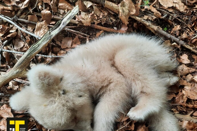 Trovato Morto In Trentino Un Cucciolo Di Orso Albino Notizie Ansa It