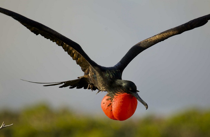 Gli Uccelli Dormono In Volo News Ansa It