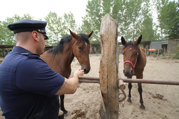 Girl, 13, Critical After Being Trampled By Her Horse - English - ANSA.it