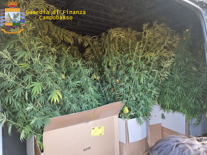 Gdf Sequestra Coltivazione Cannabis 140 Piante Alte 2 Metri Notizie