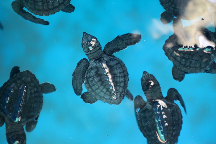 Tartarughe Appena Nate In Indonesia Curiosita Ansa It