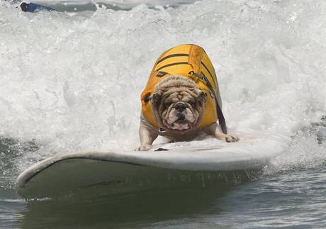 Seventh Annual Loews Coronado Bay Resort Surf Dog Competition [ARCHIVE MATERIAL 20120616 ]