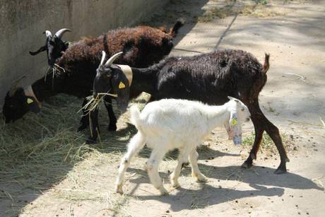 NUOVO NATO IN ZOO NAPOLI,CAPRETTO 'GIGGINO' IN ONORE SINDACO