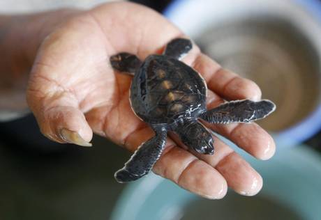 Indonesia Bali Turtle